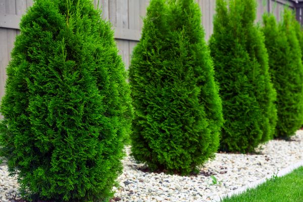 Arborvitae Planting in Tempe