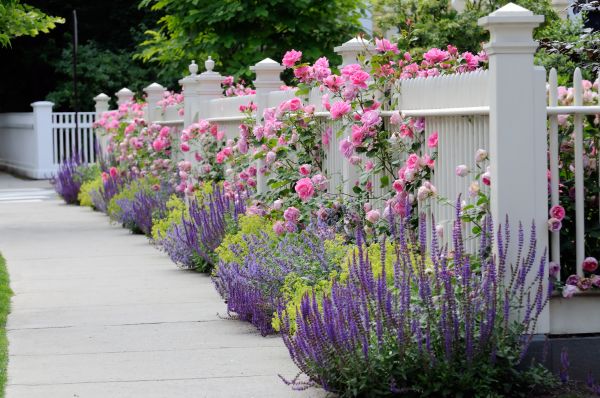 Garden Handyman Service in Tempe