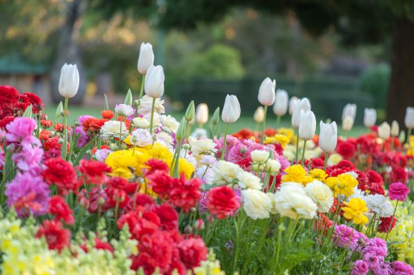 Gardening Service in Tempe