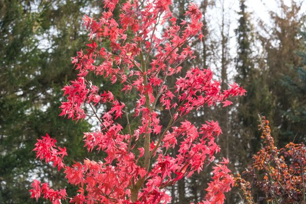 Japanese Maple Planting in Tempe