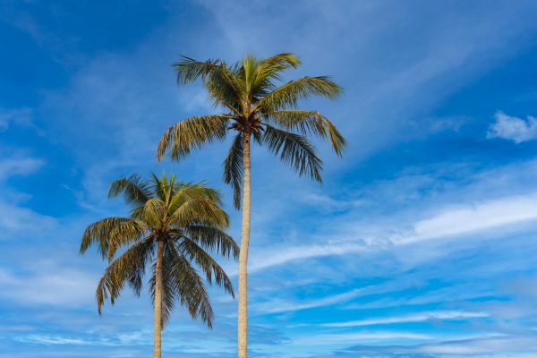 Palm Tree Planting in Tempe