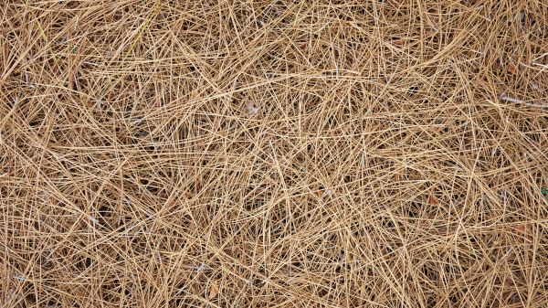 Pine Needles Delivery in Tempe