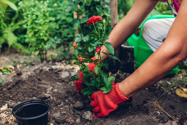 Planting Service in Tempe