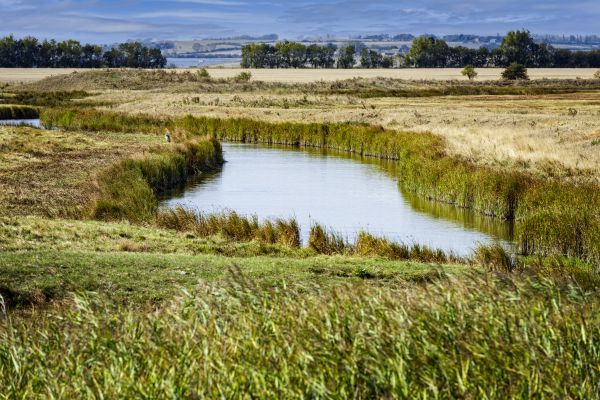 Swale Landscaping in Tempe