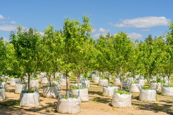 Tree Planting Service in Tempe