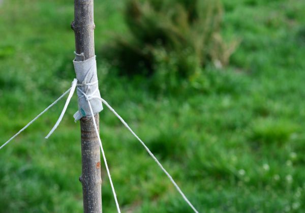 Tree Staking Service in Tempe