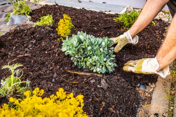 Weeding And Mulching in Tempe
