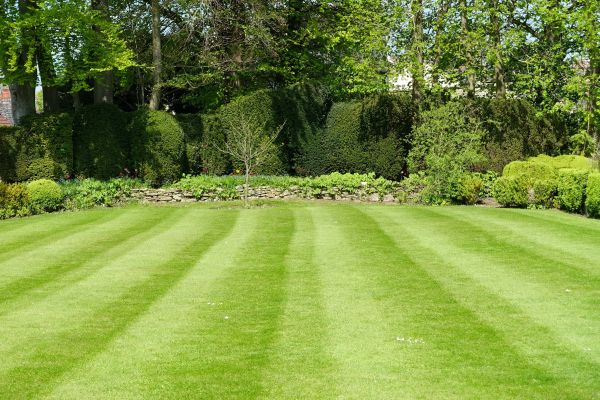 Lawn Renovation in Tempe