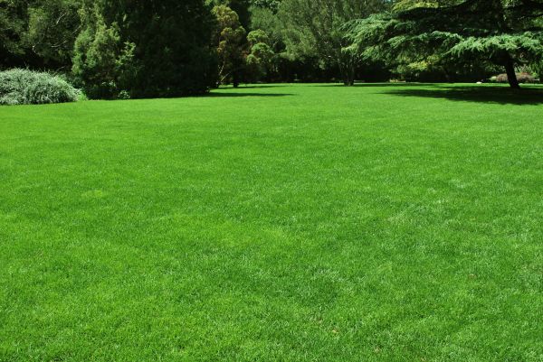 Lawn Landscaping in Tempe