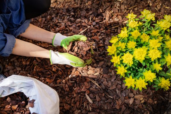 Garden Mulching in Tempe