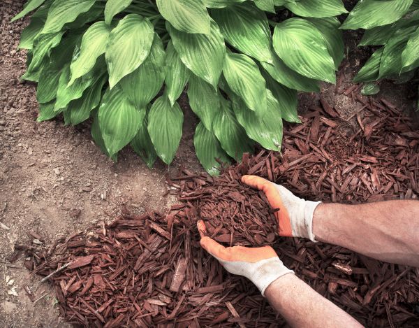 Shredded Mulch Service in Tempe