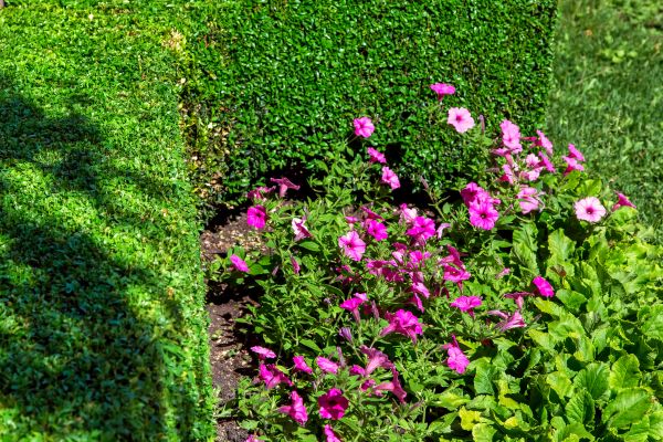 Softscaping Service in Tempe