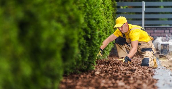 Cypress Mulch Installation in Tempe