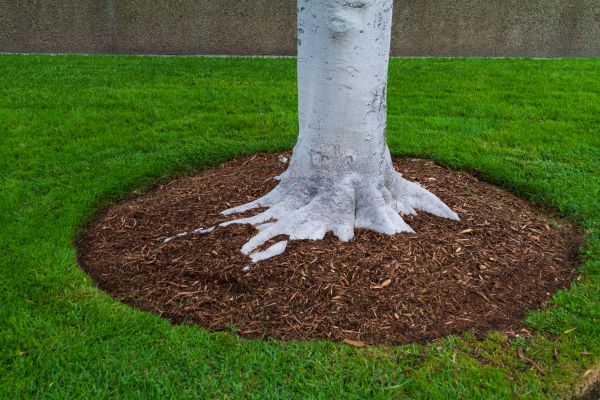 Brown Mulch Installation in Tempe