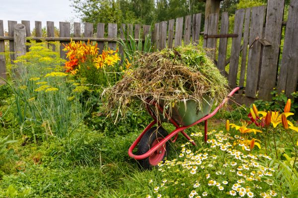 Garden Cleanup Service in Tempe
