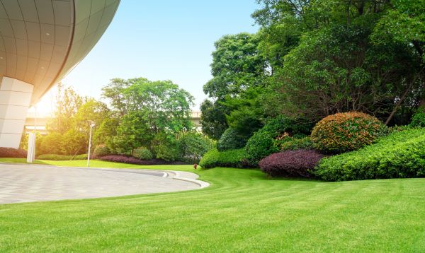 Business Landscape Design in Tempe
