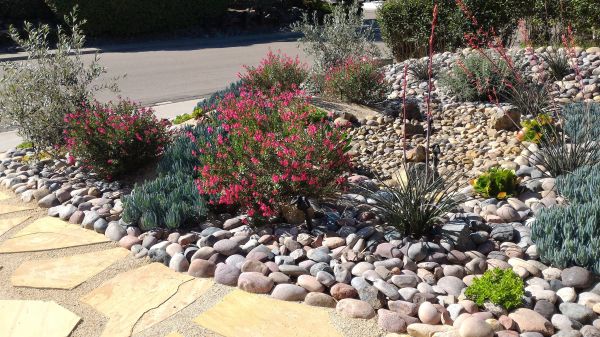 Xeriscape Landscaping in Tempe