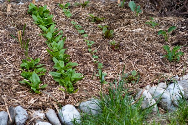 Mulch Service in Tempe