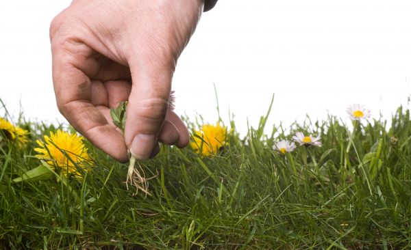 Lawn Weeding in Tempe