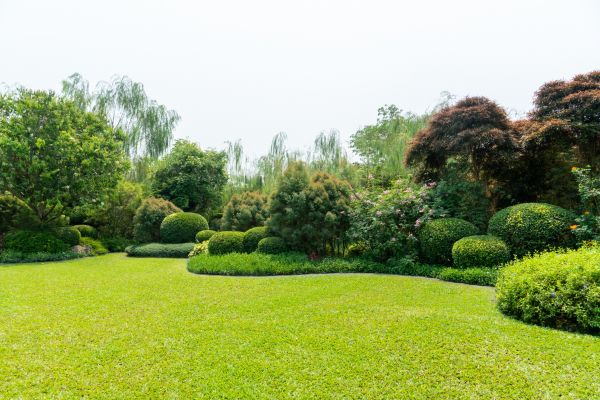 Tree Landscaping in Tempe