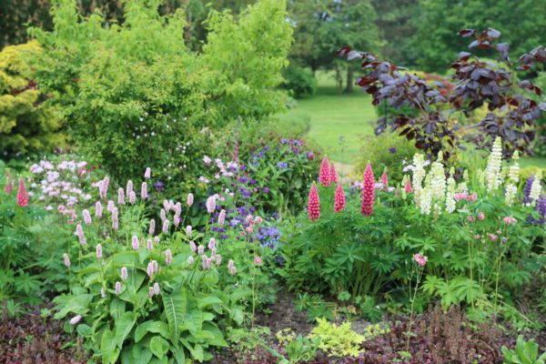 Flower Bed Planting in Tempe