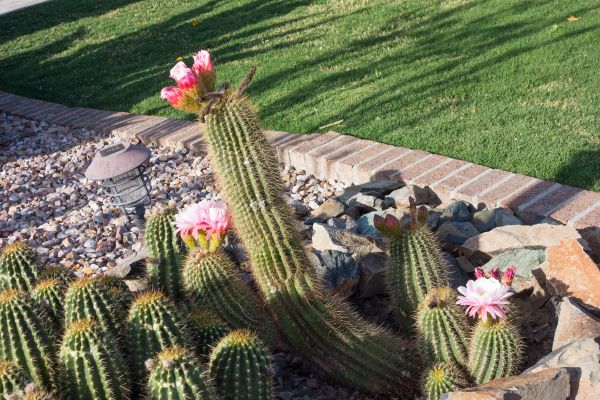 Desert Landscaping in Tempe