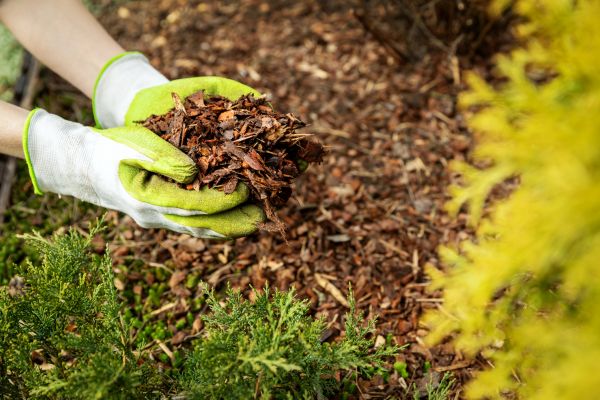 Garden Mulch Delivery in Tempe