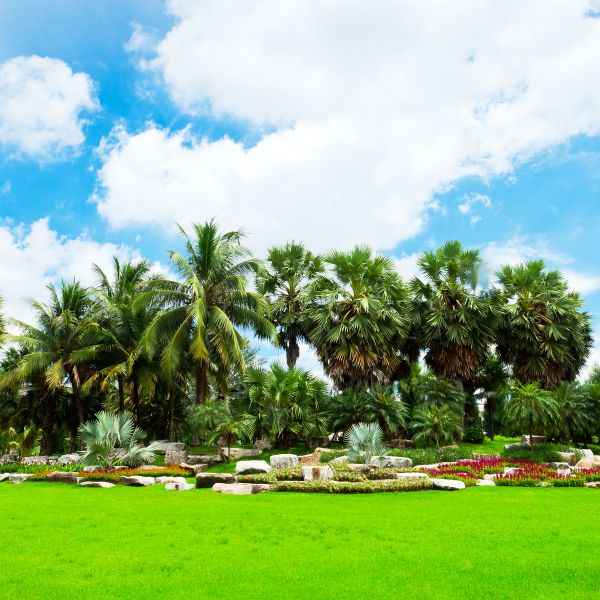 Tropical Landscaping in Tempe
