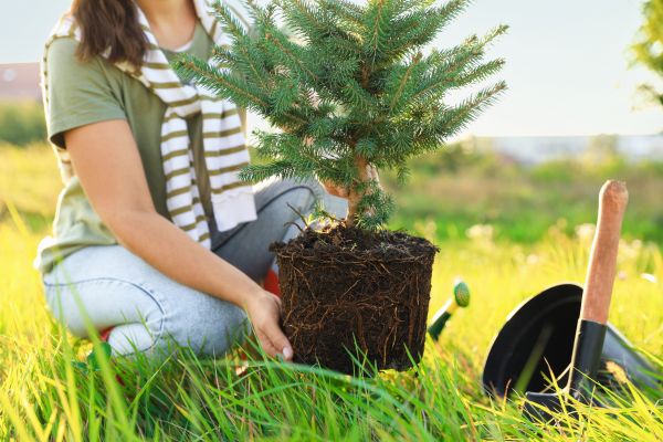 Spruce Tree Planting in Tempe