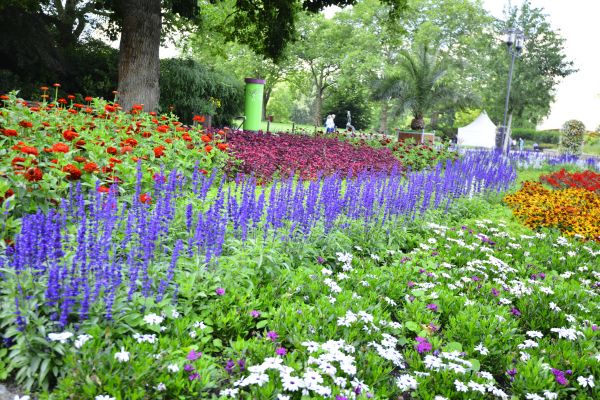 Perennials Planting in Tempe