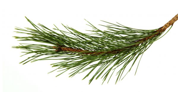 Pine Needles Installation in Tempe
