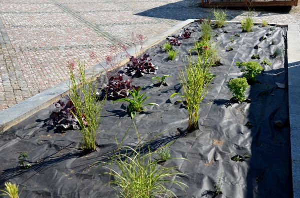 Landscape Fabric Installation in Tempe