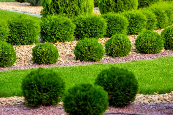 Bush Installation in Tempe