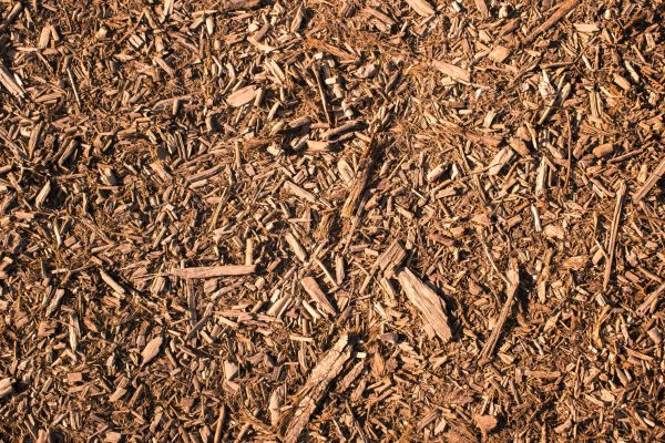 Wood Chips Removal in Tempe