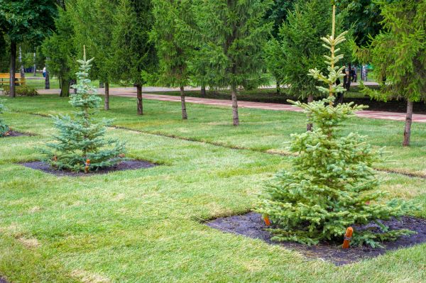 Privacy Trees Planting in Tempe