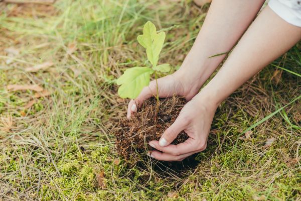 Oak Tree Planting in Tempe