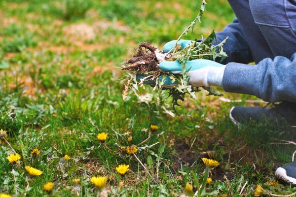 Flower Bed Clearing in Tempe