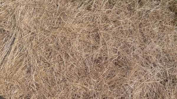 Pine Straw Replacement in Tempe