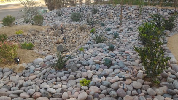Yard Xeriscaping in Tempe