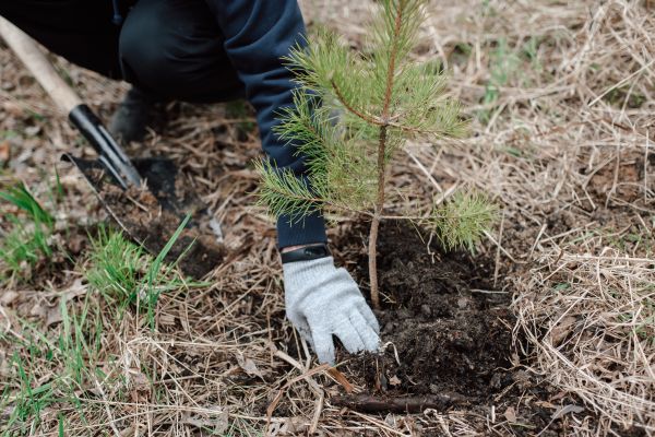 Pine Tree Planting in Tempe