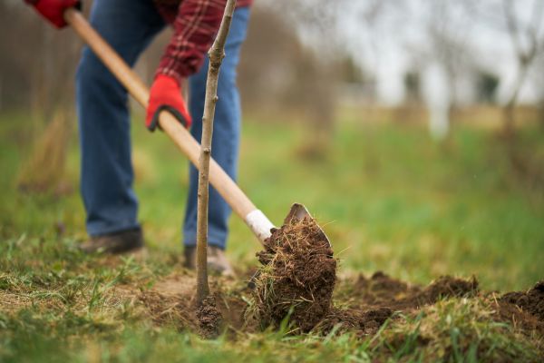 Trees Planting in Tempe