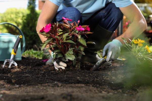 Plant Replacement in Tempe