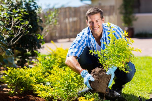 Shrub Landscaping in Tempe