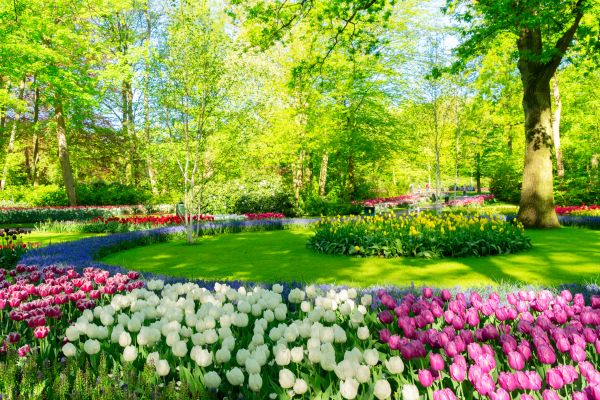 Flower Landscaping in Tempe