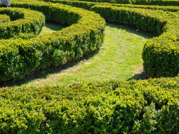 Bush Landscaping in Tempe