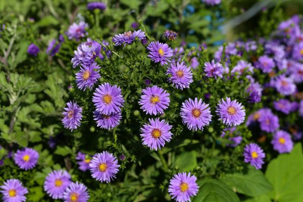 Perennial Flower Planting in Tempe