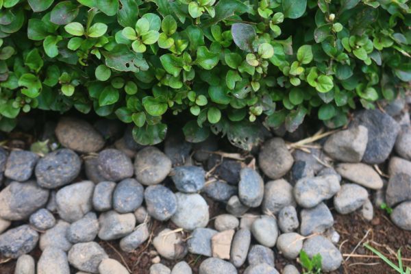River Stone Installation in Tempe