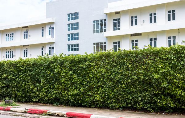 Privacy Landscaping in Tempe