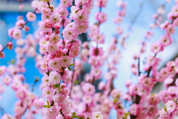 Japanese Cherry Tree Planting in Tempe
