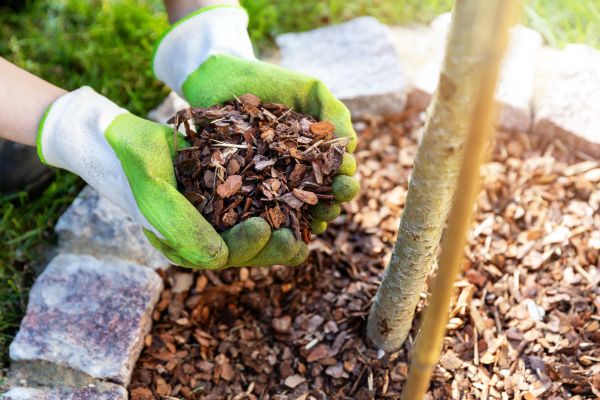 Tree Bark Delivery in Tempe
